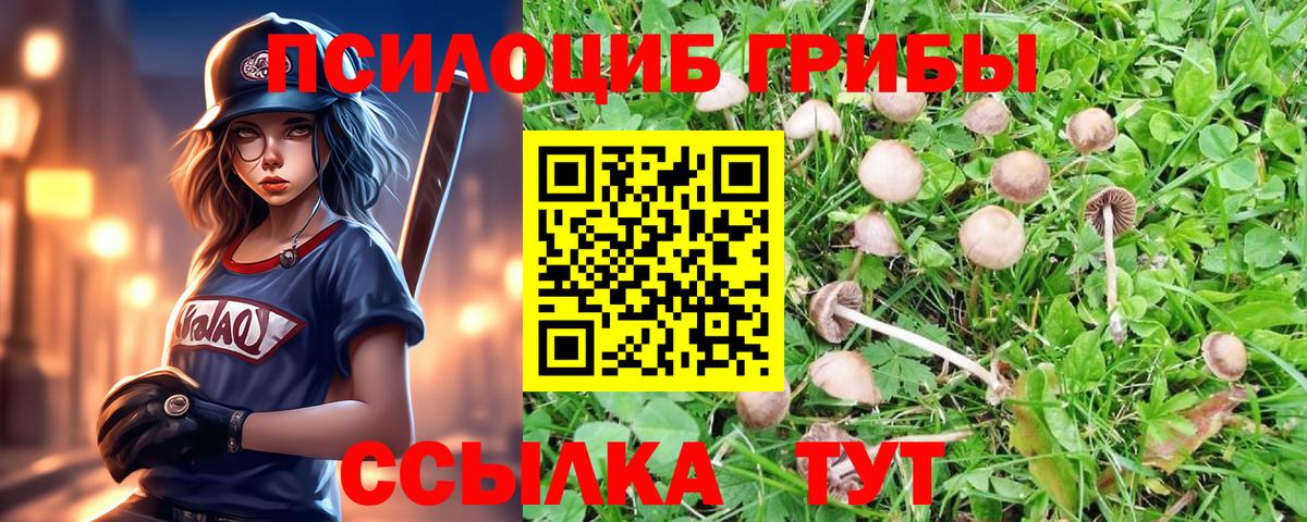 Галлюциногенные грибы Psilocybe Майский